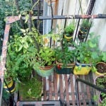 Urban roof vegetable garden 