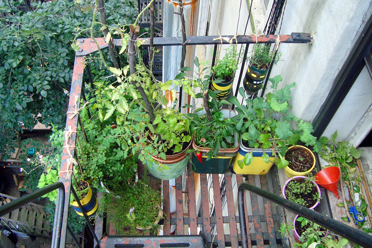 Urban roof vegetable garden decor